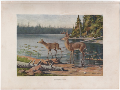 ADIRONDACK DEER